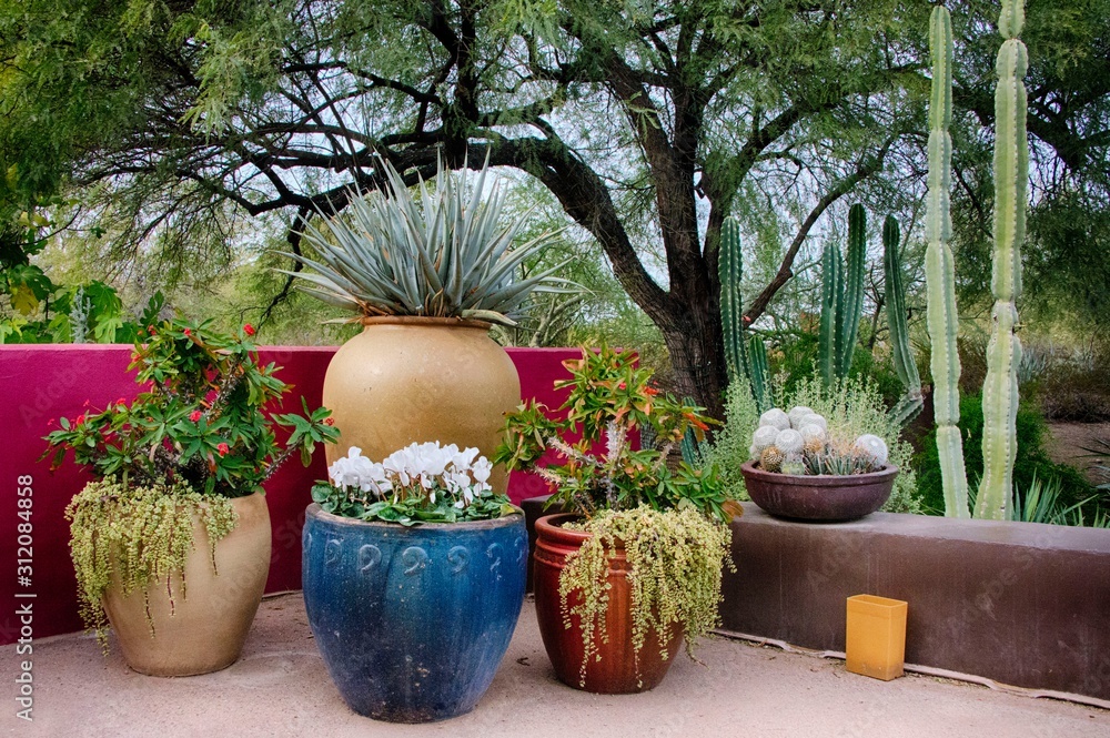 cactus in large colorful flower pots in desert garden in Phoenix Arizona  Stock Photo | Adobe Stock