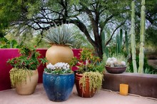 Cactus In Large Colorful Flower Pots In Desert Garden In Phoenix Arizona
