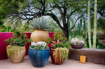 cactus in large colorful flower pots in desert garden in Phoenix Arizona