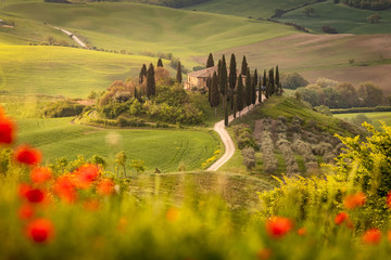 Poppy flower field in beautiful landscape scenery of Tuscany in Italy, Podere Belvedere at San Quirico d’Orcia in Val d Orcia Region - travel destination in Europe