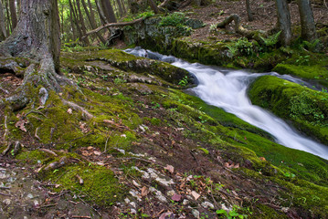 Moss And Stream