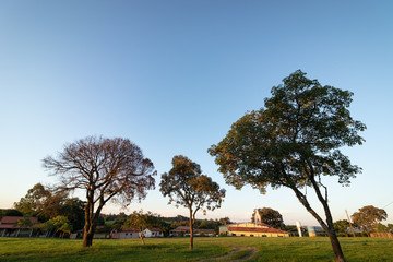 Wall Mural - trees on a sunny day