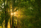 Fototapeta Natura - sunlight breaks through the branches of trees