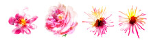 Watercolor Flowers On White. Set