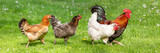 Free-range Poultry Running in the Meadow