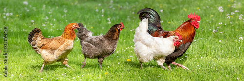 Fotomural Free-range Poultry Running in the Meadow