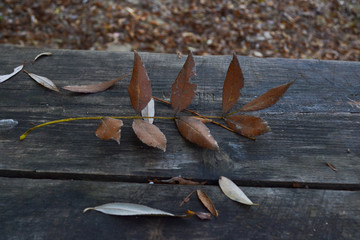 Fallen leaves on a wooden desk on a riverside in autumn