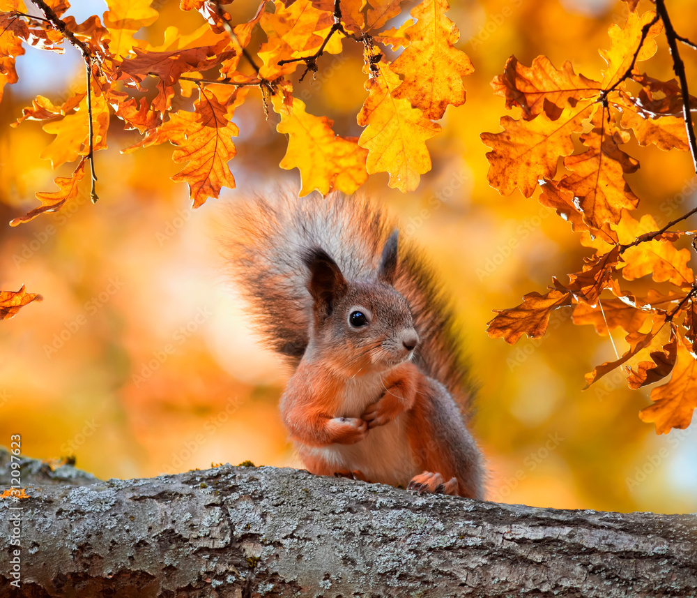 cute portrait with beautiful fluffy red squirrel sitting in autumn Park on a tree oak with bright Golden foliage - obrazy, fototapety, plakaty 