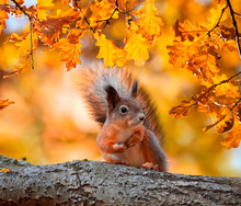 Cute Portrait With Beautiful Fluffy Red Squirrel Sitting In Autumn Park On A Tree Oak With Bright Golden Foliage