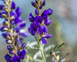 USA, Nevada, Clark County, Gold Butte National Monument: A close up of an open Fremont's indigo bush (Psorothamnus fremontii) flower from the pea family with brillant deep purple blooms