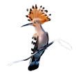Beautiful Eurasian hoopoe (Upupa epops), on a branch close-up on a white background