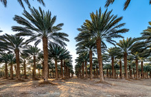 Plantation Of Date Palms, Middle East, Agriculture Industry In Desert Areas