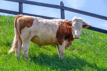 Young bull outdoor on a mountain pasture