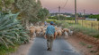 a farmer herding sheep, portugal