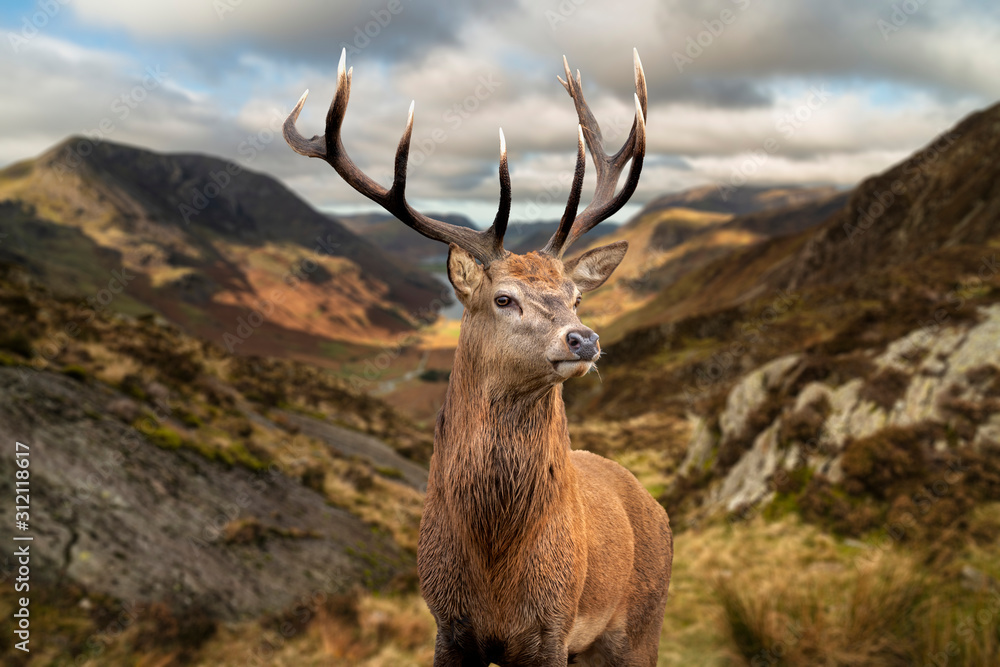 Majestic Autumn Fall landscape of red deer stag in front of mountain landscape in background - obrazy, fototapety, plakaty 