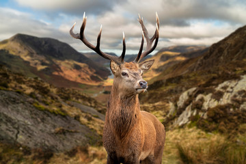 majestic autumn fall landscape of red deer stag in front of mountain landscape in background