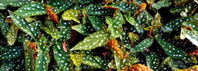 Blätter Begonia Maculata 