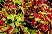 Fleischfressende Pflanze Dionaea Muscipula