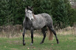 Grey dappled andalusian breed horse walking in the field in late autumn. Animal in motion.