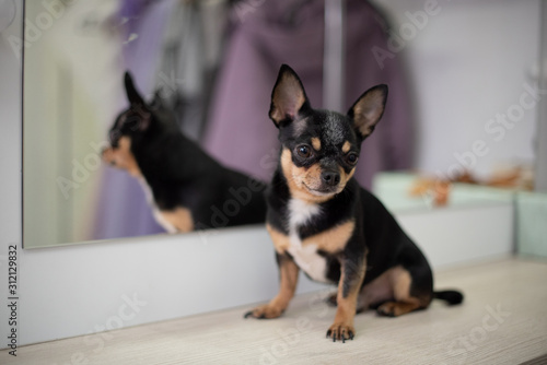 Mini Black Beige White Chihuahua Black Brown White Chihuahua A Pet Is Sitting At Home Stock Photo Adobe Stock