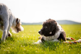 Fototapeta Zwierzęta - Australian Shepherd Puppy