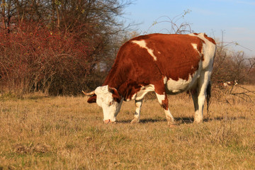 Canvas Print - Cows on the farm field.