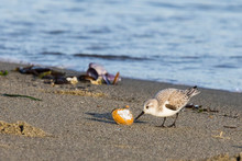 A Sanderling Checks A Clamshell For A Bite To Eat