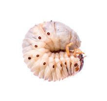 Image Of Grub Worms, Coconut Rhinoceros Beetle (Oryctes Rhinoceros), Larva On White Background
