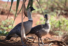 Nene Goose Of Hawaii In Pair