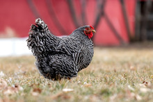 A Plymouth Barred Rock Adult Hen Chicken On A Farm.