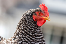 A Close Up Of An Adult (plymouth Barred Rock) Hen Chicken On A Farm.