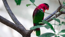 The Yellow-bibbed Lory (Lorius Chlorocercus) Perches On The Branch. It Is A Species Of Parrot In The Family Psittaculidae. It Is Endemic To The Southern Solomon Islands.