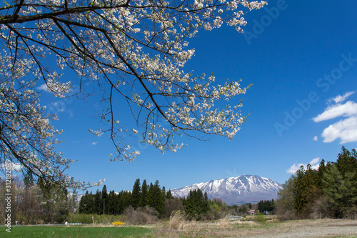 七ツ田の弘法桜 岩手県雫石町 Acheter Cette Photo Libre De Droit Et Decouvrir Des Images Similaires Sur Adobe Stock Adobe Stock