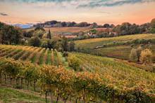 Faenza, Ravenna, Emilia Romagna, Italy: Landscape Of The Countryside With Vineyards