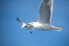 Seagull, Albatross, Seagull Wings, Seagulls Flying Above The Sea, Seagulls Soaring, White Seagull, Gray Seagull, Red-billed Gull, Yellow-billed Gull, Seagulls Racing, Seagulls, Flying Seagulls, Natura