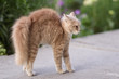 frightened cat defends itself and attacking, the ginger kitten arched his back in fear of dog,animal life, pets walking outdoors