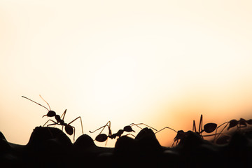 A colony of Weaver ants transmit social signals on the vine.