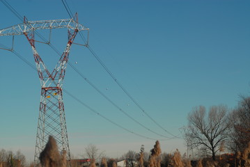 electricity power and trees