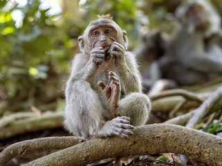 Wall Mural - The young Long-tailed Macaque, Macaca fascicularis, eats a small piece of fruit. Ubud, Indonesia.