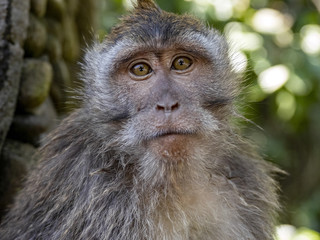 Wall Mural - Portrait of a curious Long-tailed Macaque, Macaca fascicularis. Ubud, Indonesia.