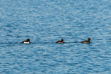 Three Tufted Ducks Swimming In A Row On The Lake