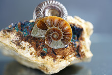 Ammonite Is A Fossilization Of A Squid Enclosure, Photographed With Macro Lens In Studio
