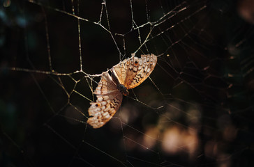 Wall Mural - A brown butterfly has stuck on the spider web