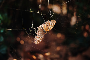 Wall Mural - A brown butterfly has stuck on the spider web