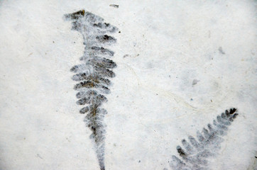 paper with plants and fibers closeup fern leaf 