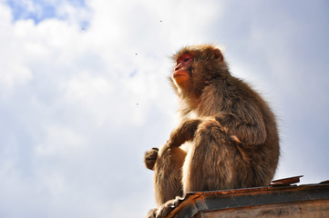 Wall Mural - monkey kyoto japan