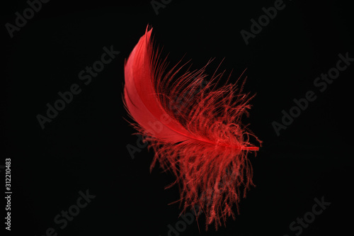 Cuadros en Lienzo Beautiful red Bird feather pattern for design texture