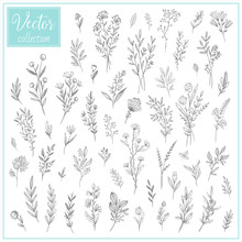 Hand Drawn Botanical Flowers. Set Of Plant Elements. Vector Collection Of Illustrations. Hand Sketched Vector Vintage Elements (leaves And Flowers). Wedding Decorations
