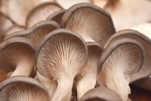 Fresh Oyster Mushrooms. (Pleurotus Ostreatus). Vegetarian Food, Healthy Mushroom Close Up