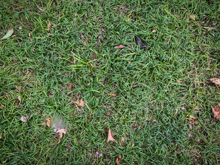 texture of the autumn leaves on green grass